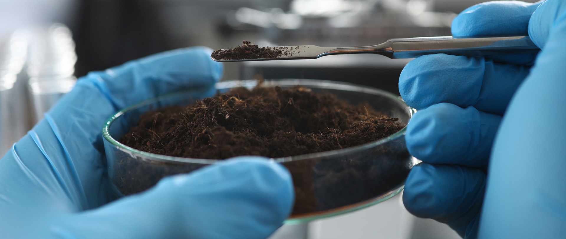 Scientist wearing protective gloves examining a soil sample from a petri dish