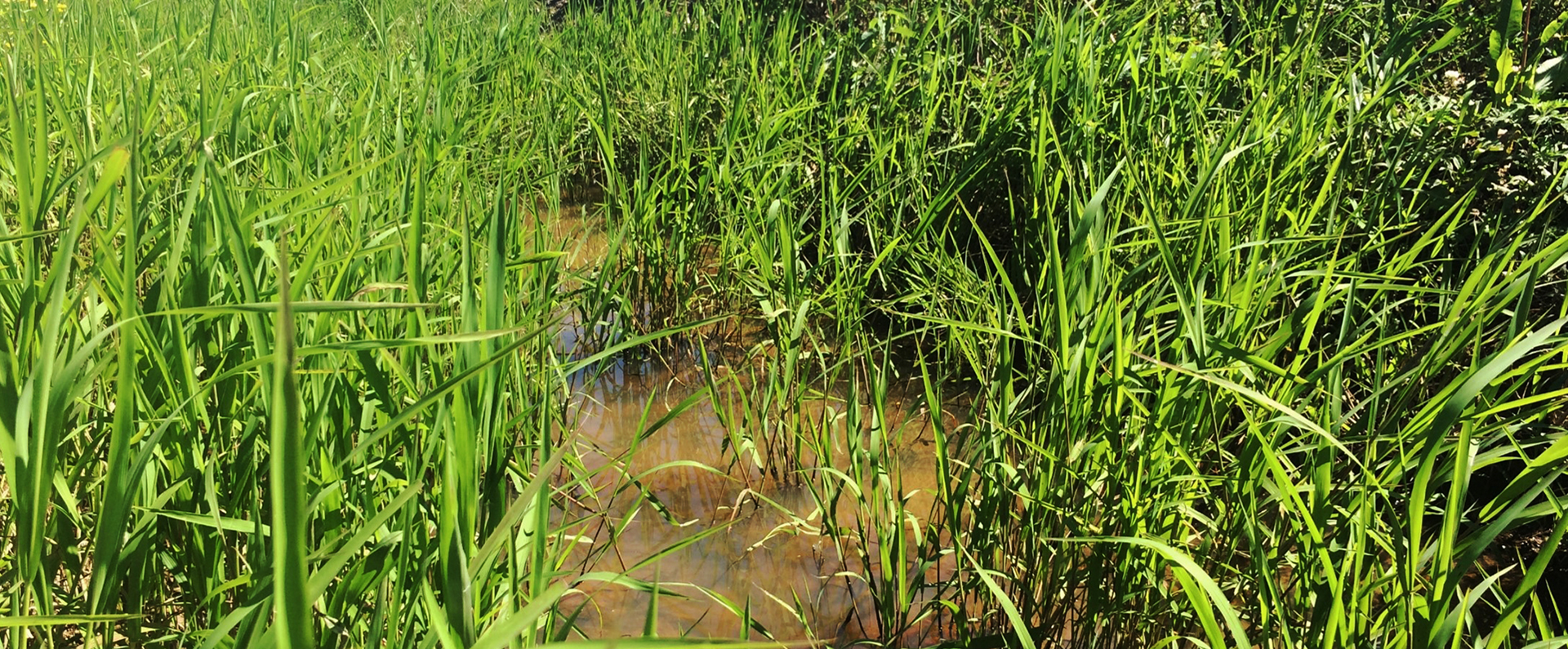 Aquatic grass growing in a drainage ditch