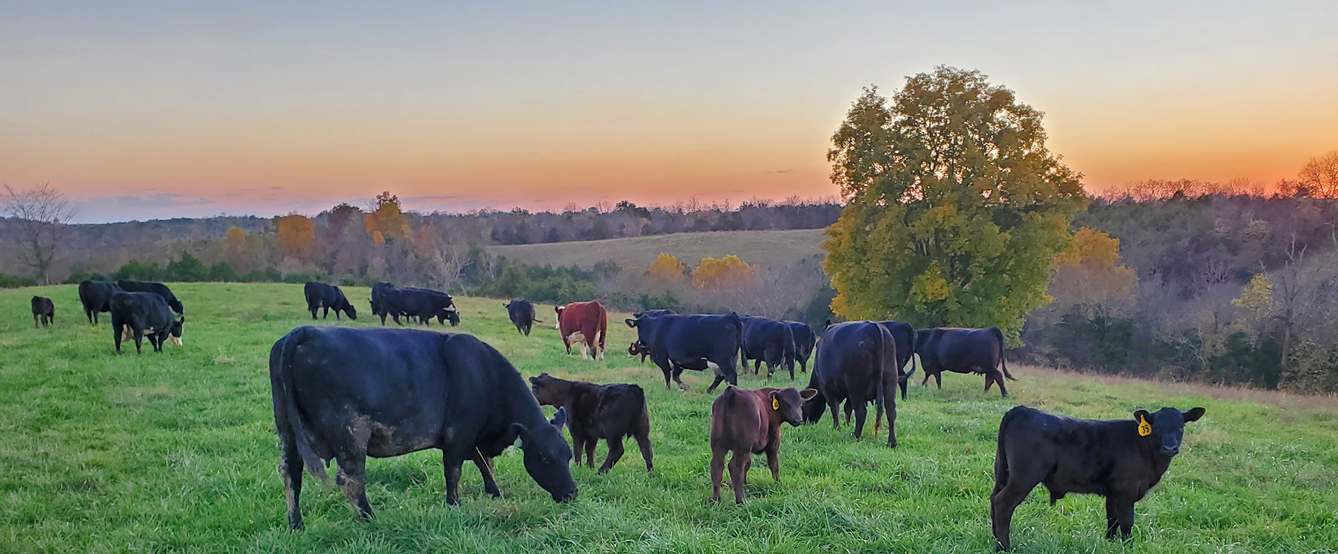 Cows grazing in a pasture at sunset
