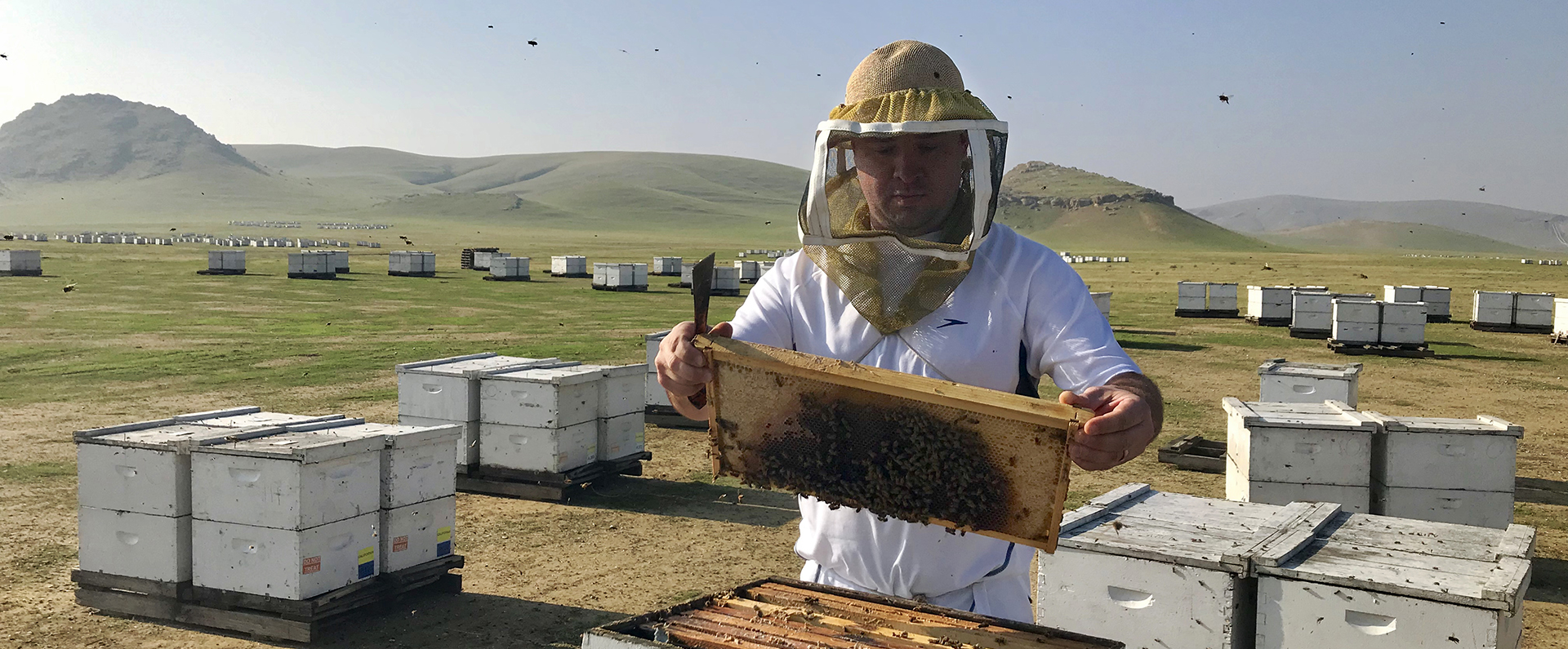 ARS researcher inspecting bee colonies in a holding yard in California. 