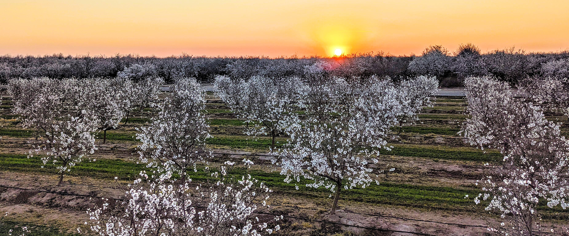 An orchard of almond trees at sunset