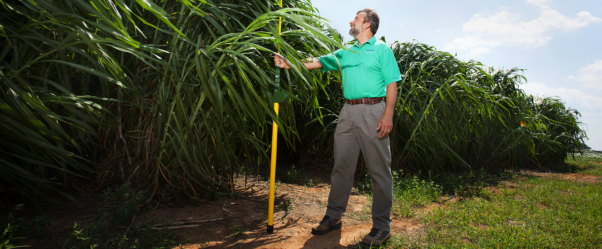 Geneticist Bill Anderson measures the height of napiergrass in a research plot in Georgia