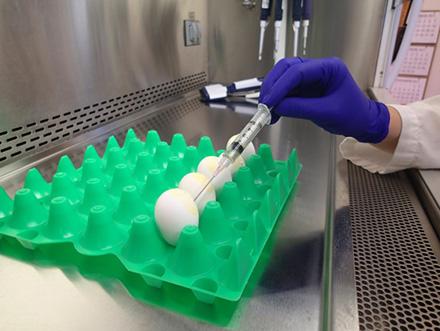 Avian influenza virus being extracted from a chicken egg. 