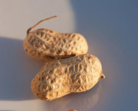 Peanuts in the shell