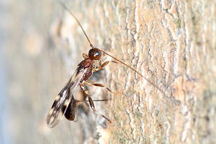 An adult wasp on the bark of an ash tree