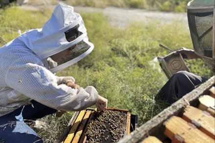 Liz Walsh, wearing beekeeping gear, collects bees from a hive.