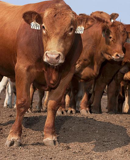 Three beef cattle in a feedlot