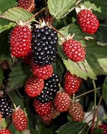 Twilight blackberries