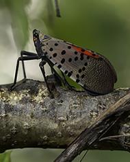 Adult winged spotted lanternfly 