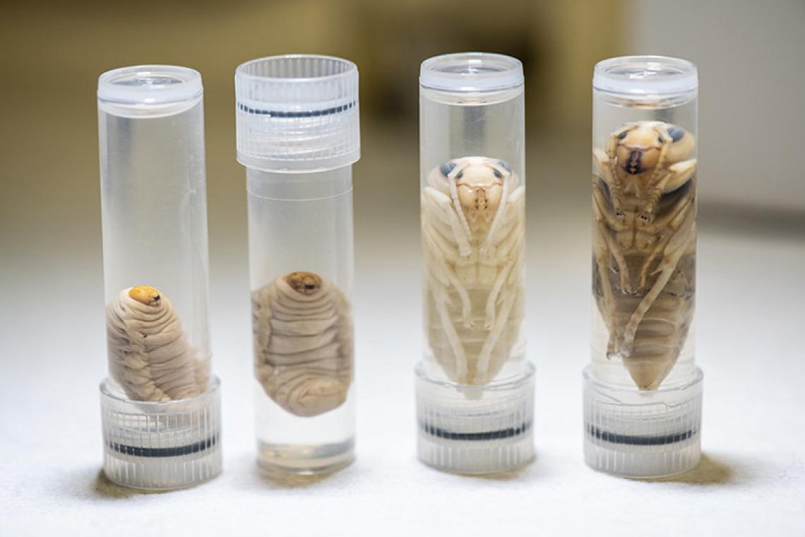 Vespa mandarinia, Asian giant hornet (AGH) larve and pupa in specimen tubes