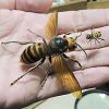 An Asian giant hornet and a honey bee show on the palm of a hand