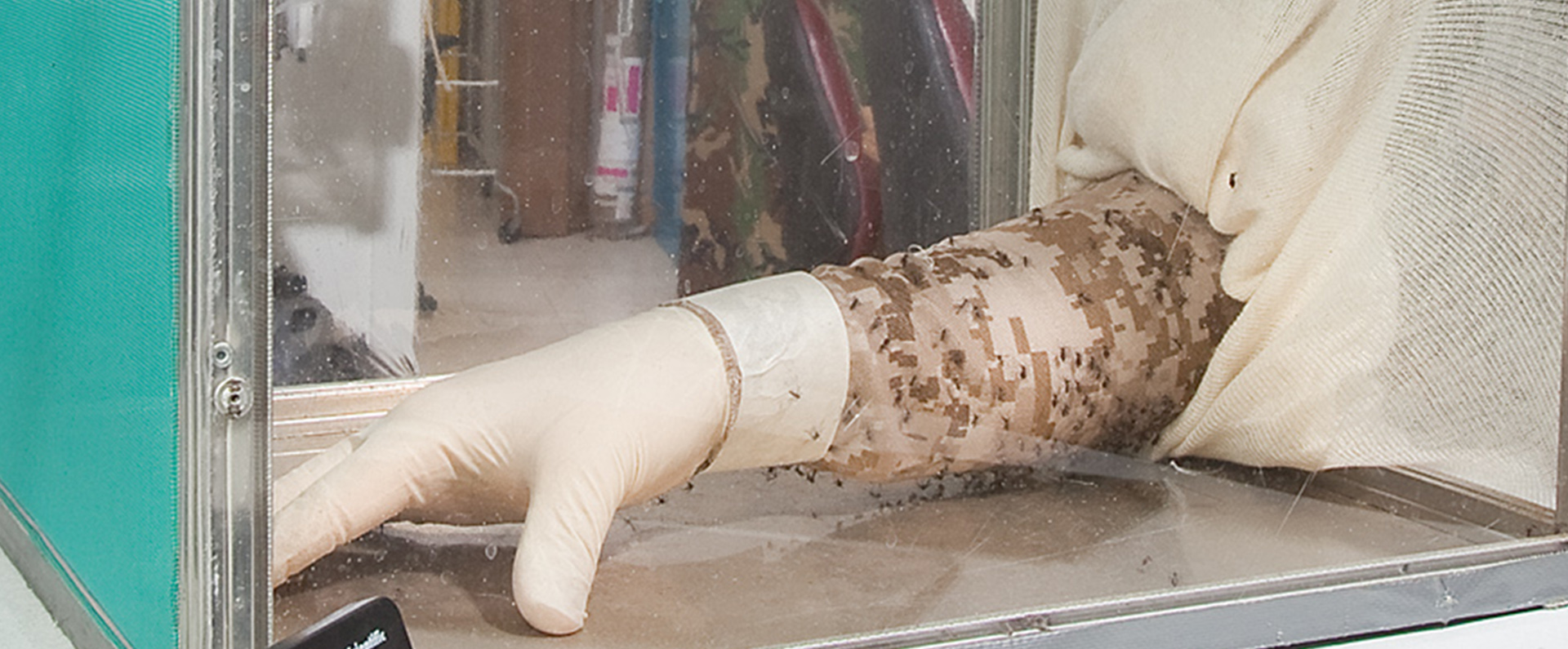 A scientist puts his permethrin-treated uniform sleeve in a box containing mosquitoes
