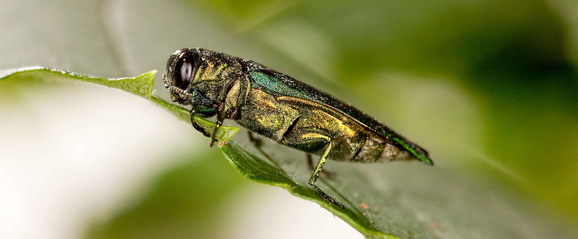 An emerald ash borer