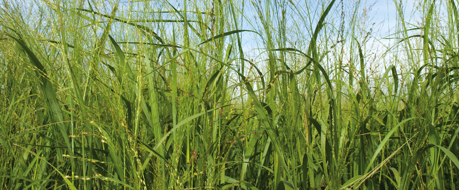 Switchgrass growing
