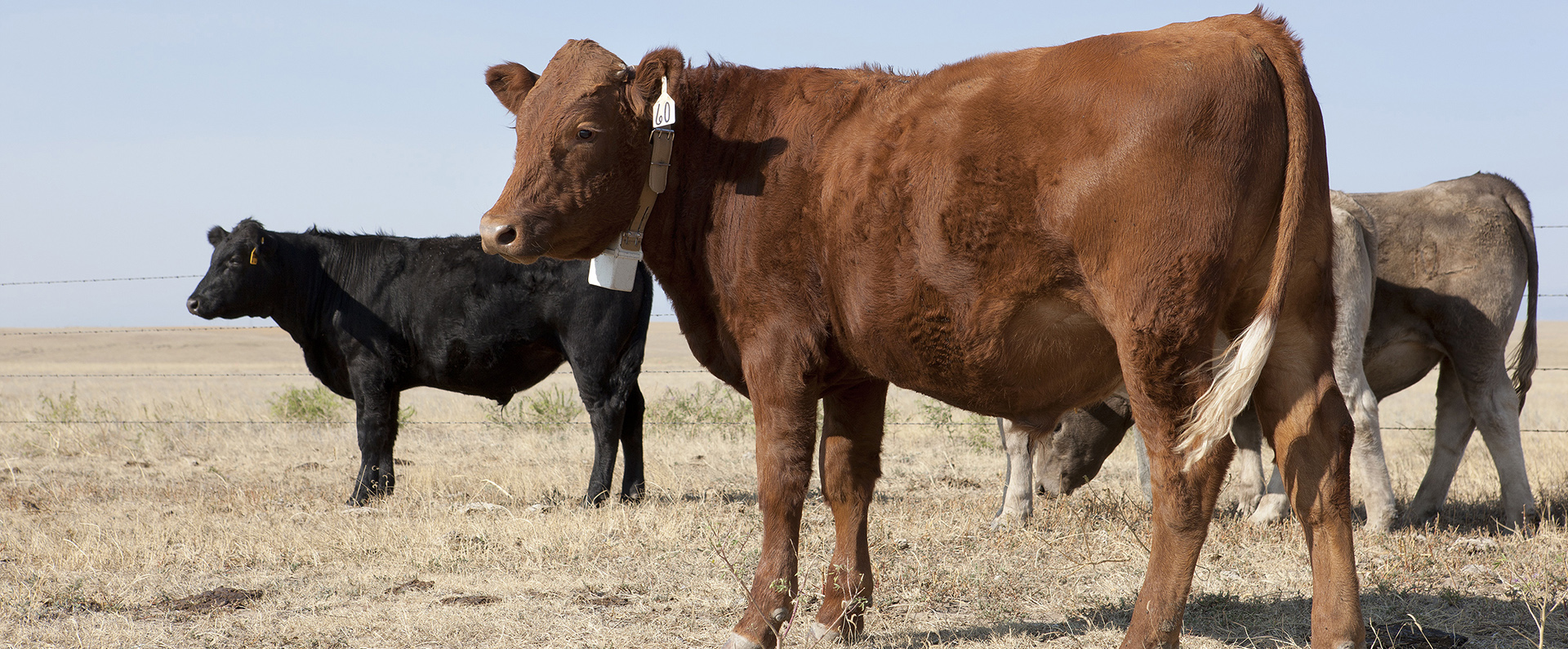 Steer at the Central Plains Experimental Range 
