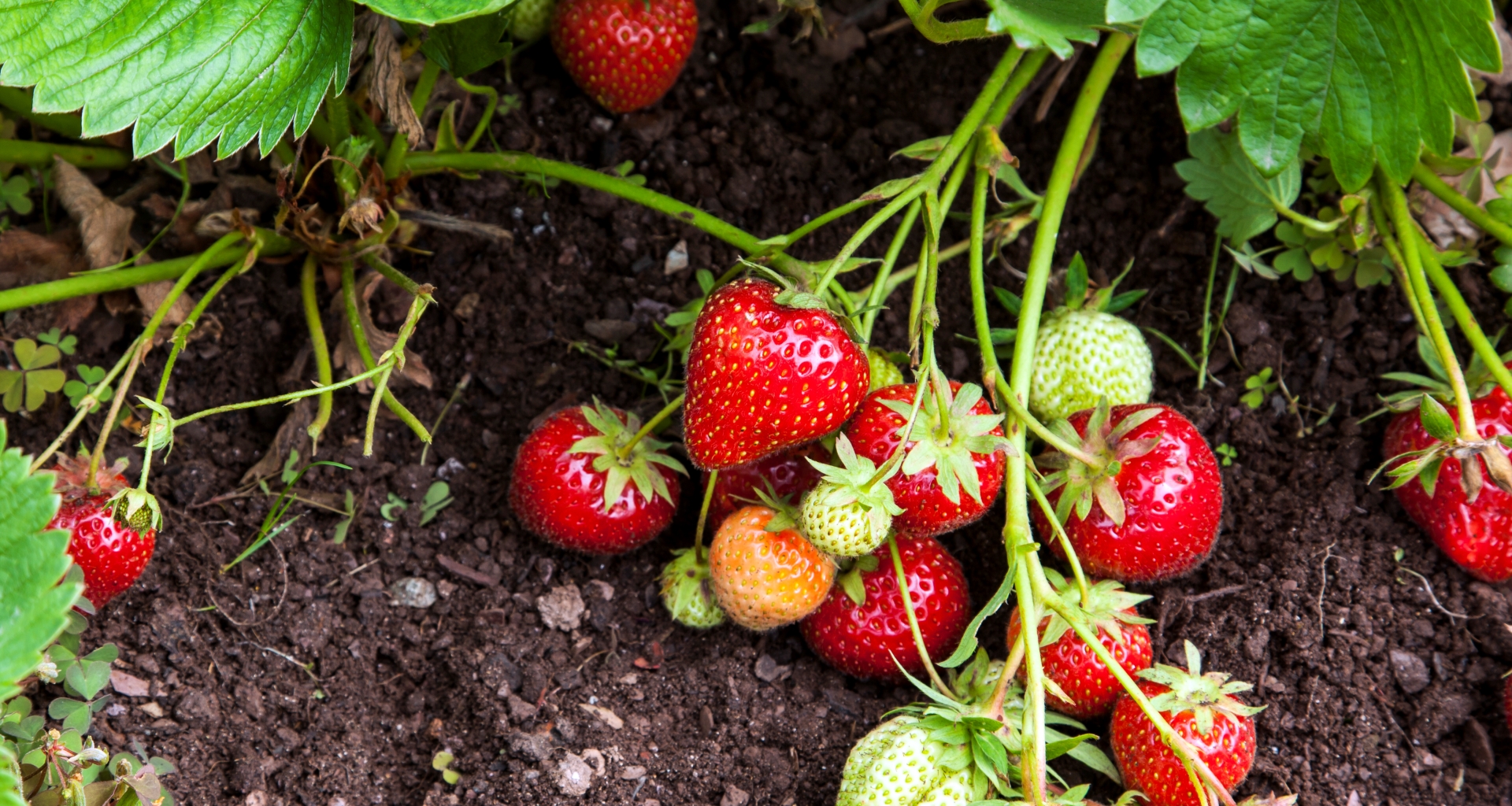 Strawberries growing on a vine