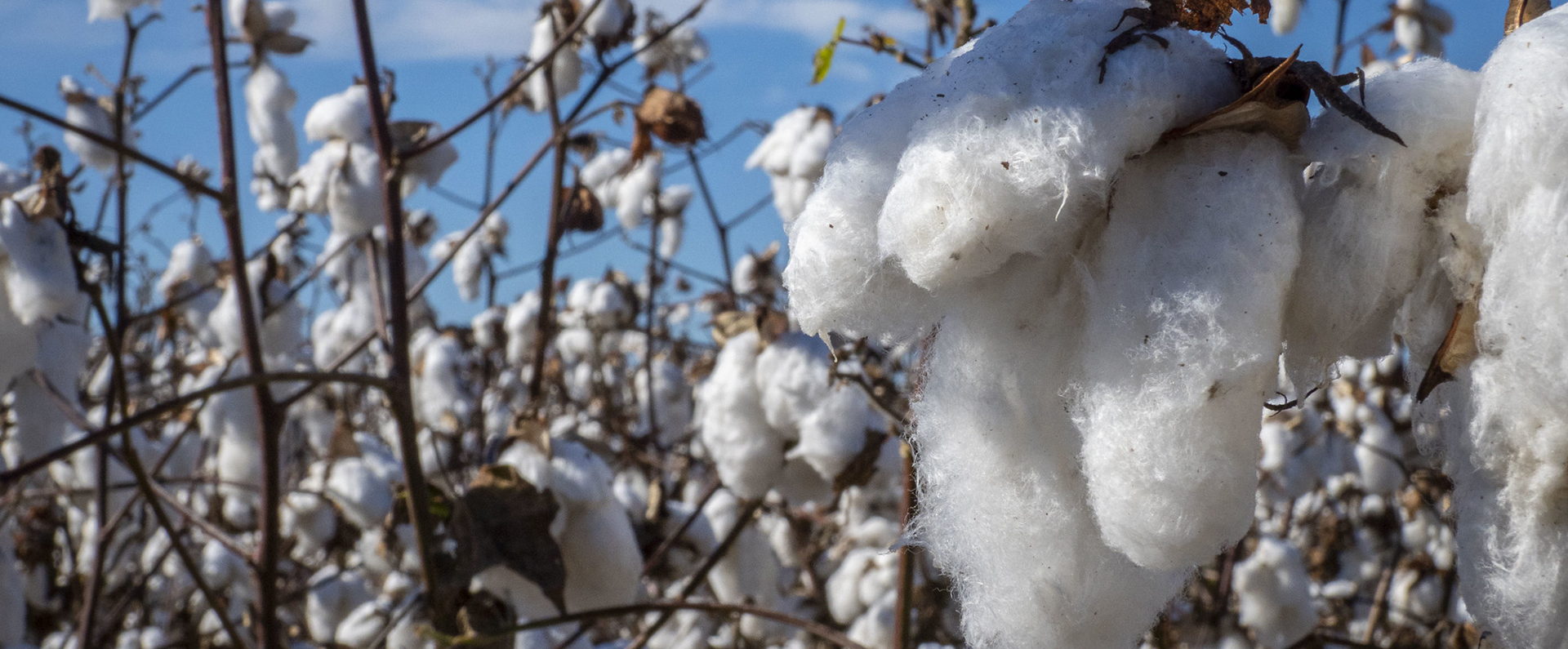 Cotton growing