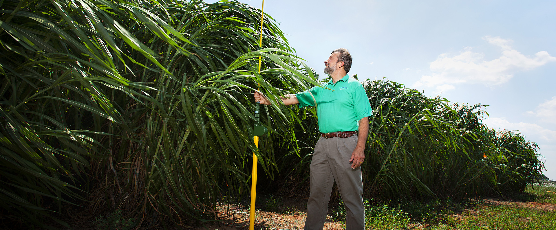 A scientist measuring the height of napiergrass