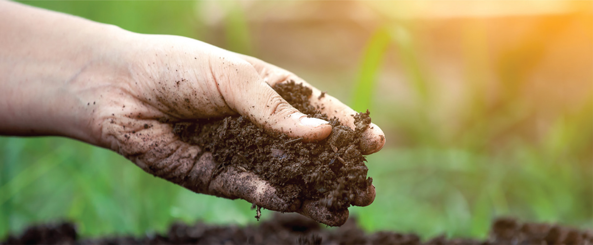 A hand holding fresh soil 