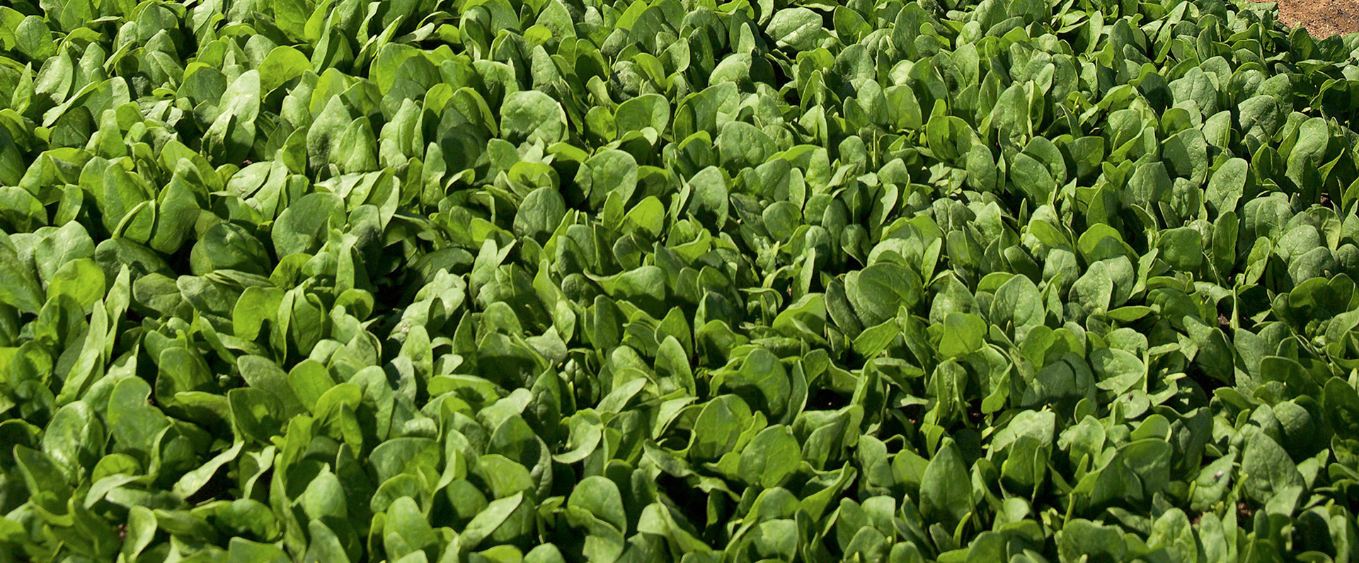 Spinach 