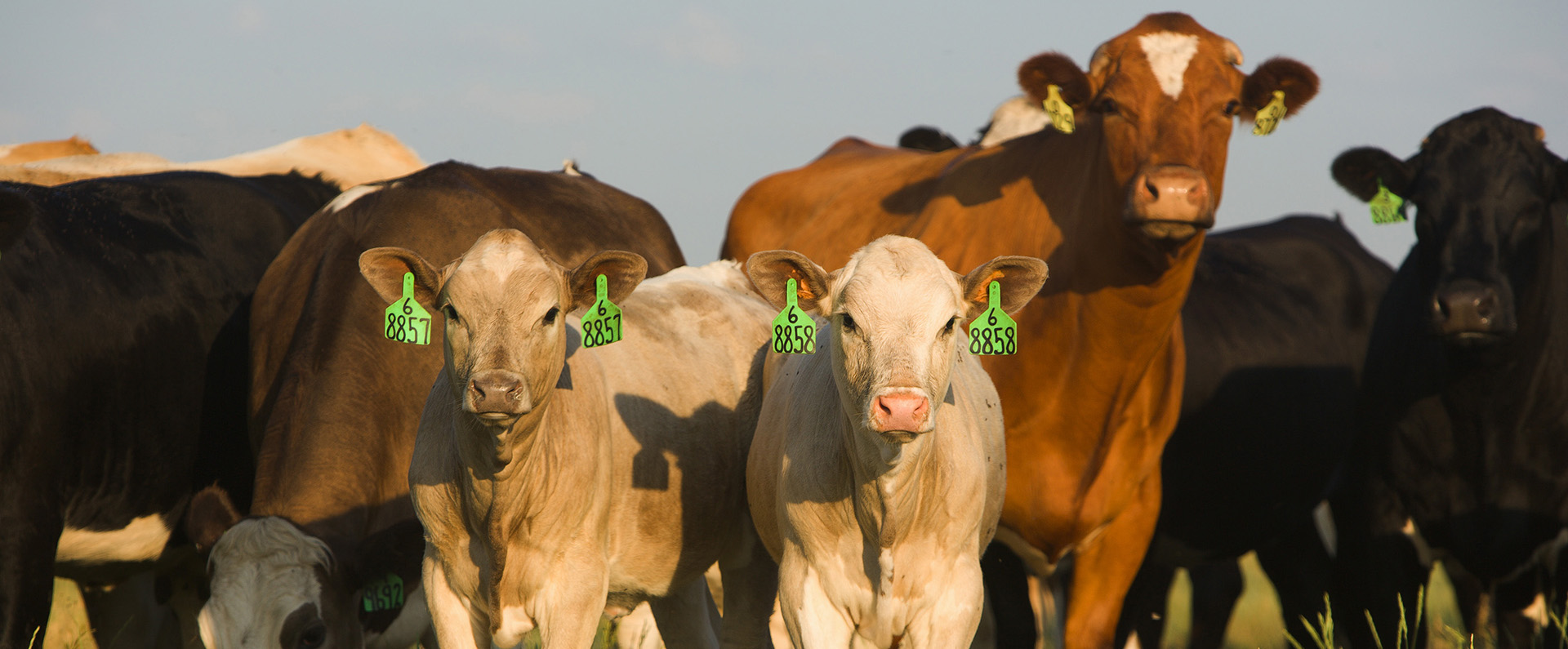 Cattle
