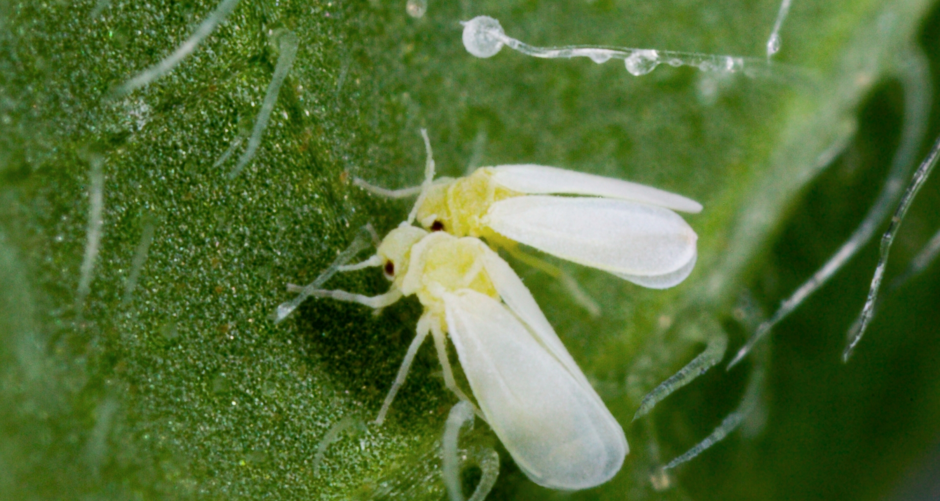 Two whiteflies on a leaf