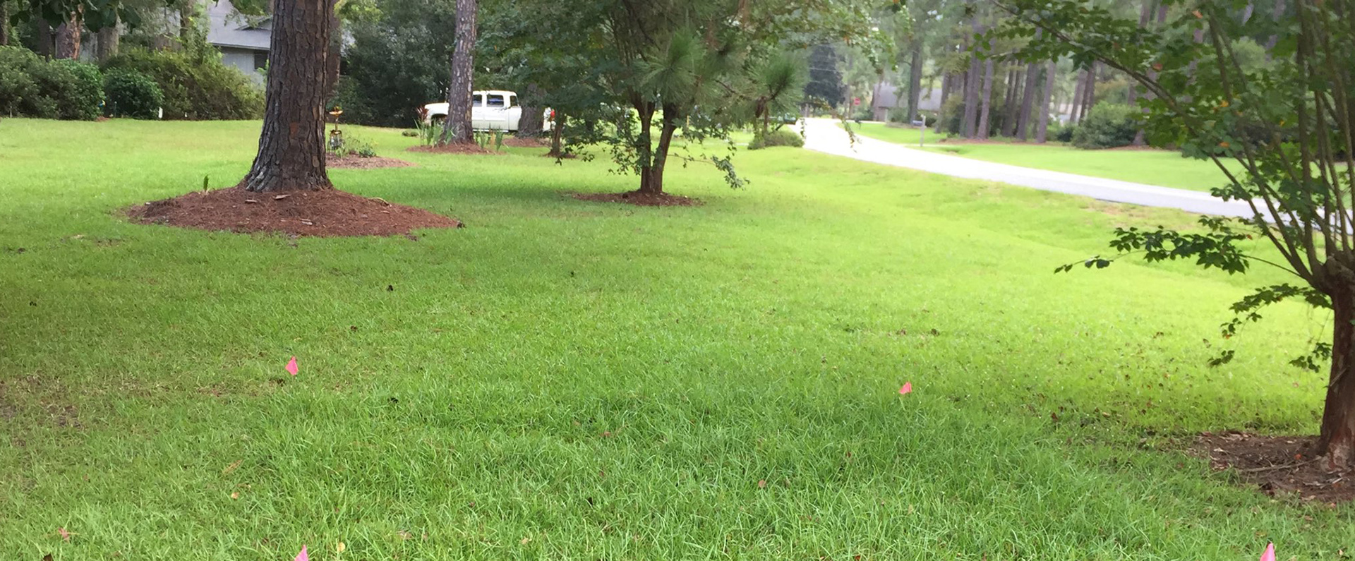 A lawn of centipede grass