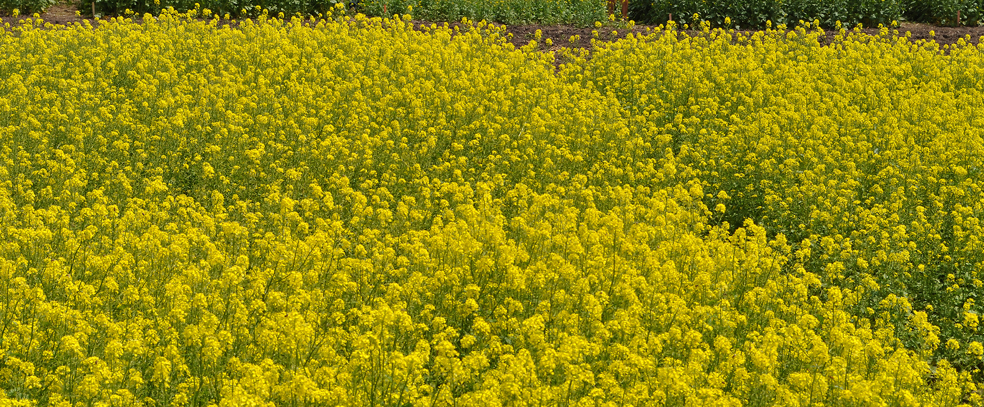 A field of canola
