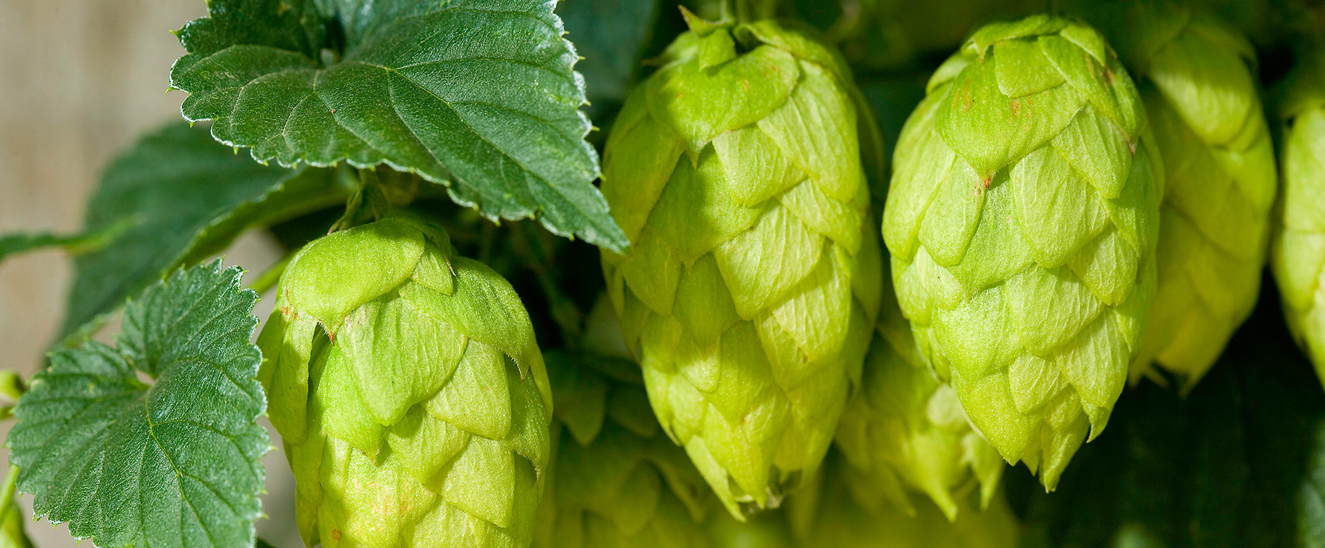 Hop cones on a hop plant.