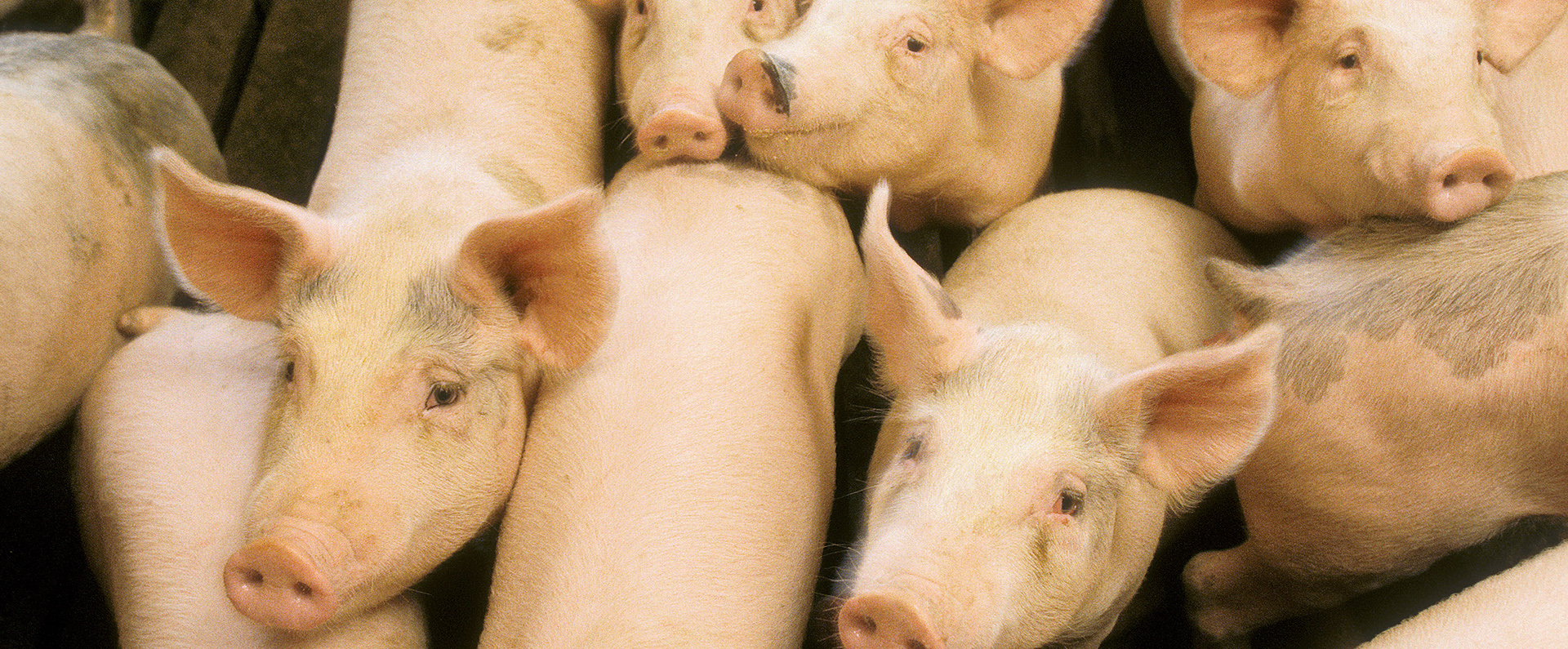 A group of pigs