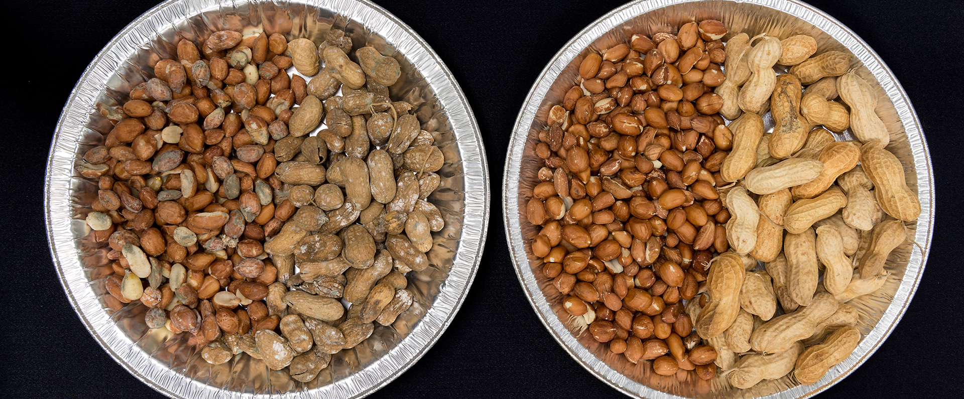 Shelled and unshelled moldy peanuts next to fresh peanuts