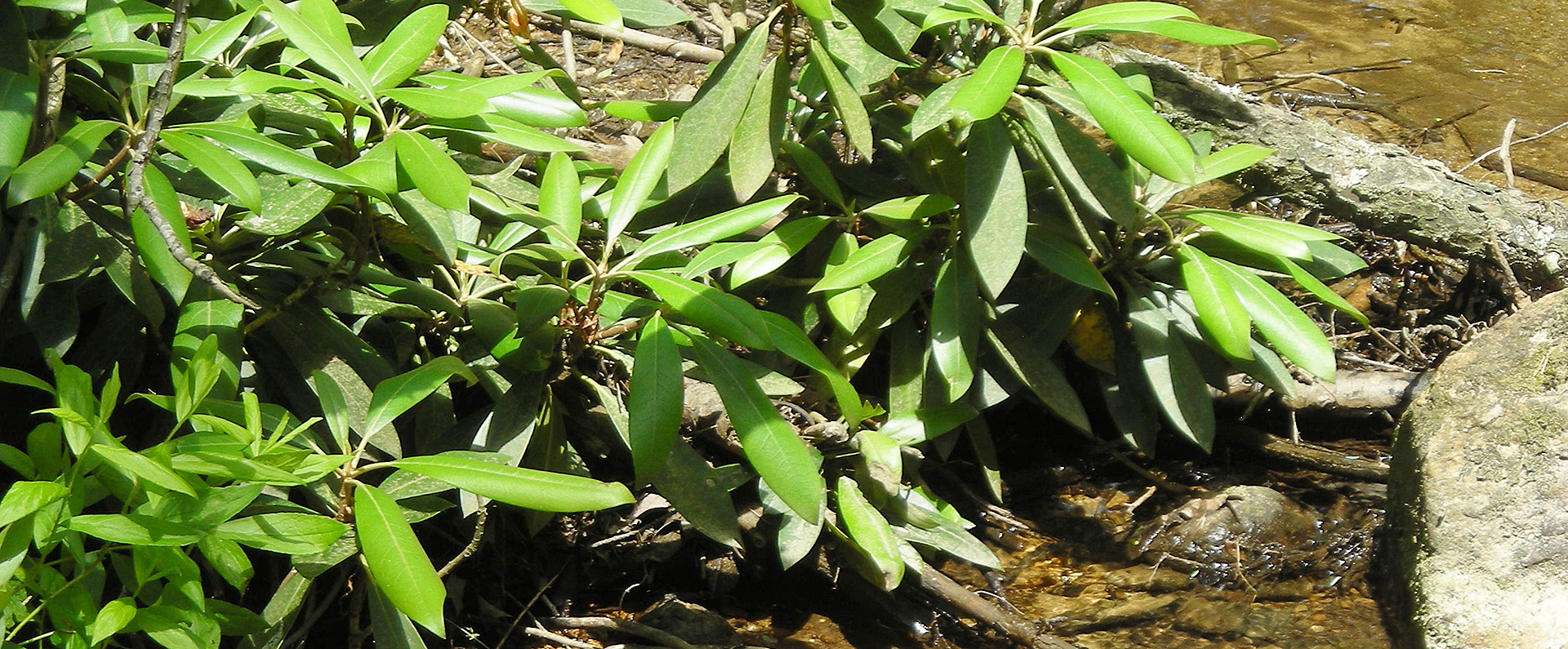 rhododendron plants