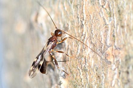 D4734 1 An adult wasp on the bark of an ash tree