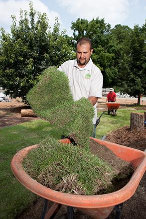Grassroot An intern lifts a piece of Zenith zoysiagrass during sod installation