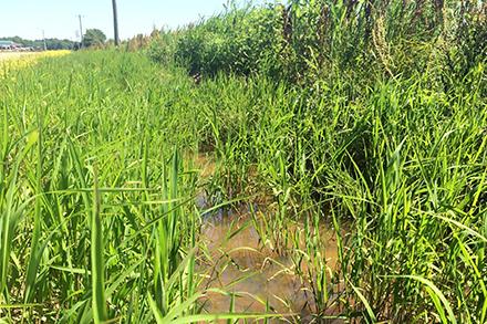 Leersia oryzoides, commonly known as rice cutgrass, growing in a farm ditch. 