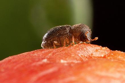 D3530 1 Female coffee berry borer on a coffee berry