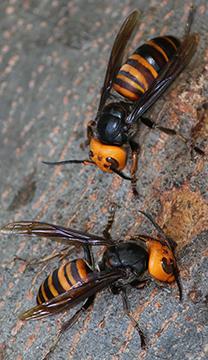 Vespa Mandarinia Japonica Alpsdake Vespa Mandarinia Japonica Alpsdake image