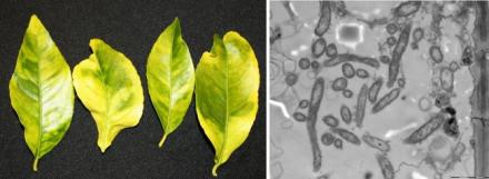 Infected Citrus Leaves