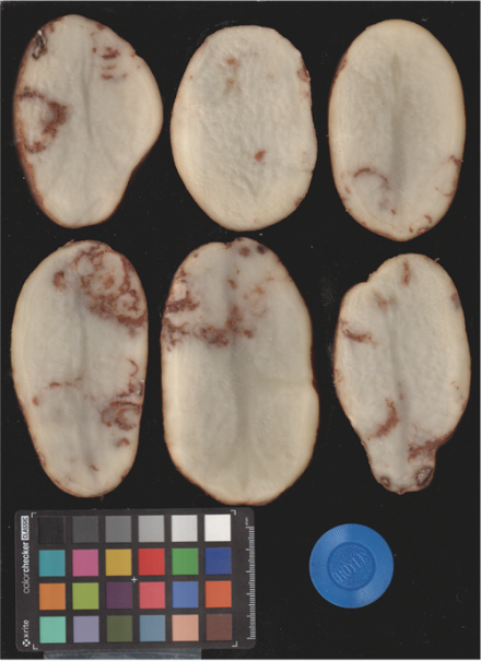 Infected Castle Russet potatoes. (Photo by the Potato Variety Management Institute)
