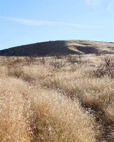 D2416-1 Characteristic sagebrush steppe rangeland where cheatgrass has invaded and choked out most of the desirable grasses and forbs.