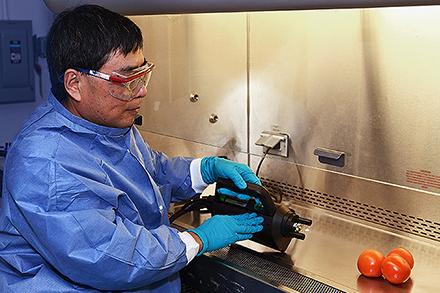 D4784 1 A scientist treats tomatoes with cold plasma-activated hydrogen peroxide.