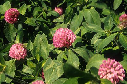 K9515 2 Red clover