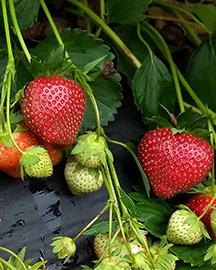 Strawberries growing
