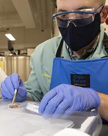 Smithsonian Smithsonian NMNH Biorepository technician, Daniel DiMichele, inspecting an Asian giant hornet