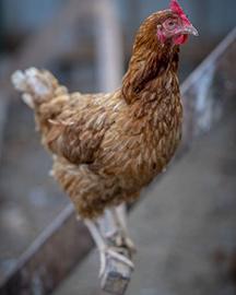 Poultry image