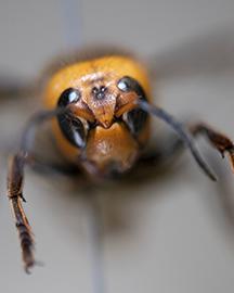 Aghface Close up of head of Asian giant hornet