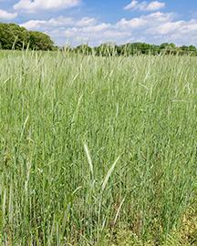 green field
