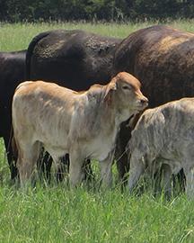 Cattle in a field