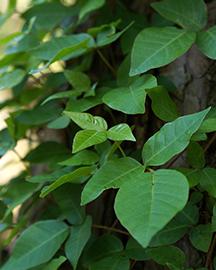 Leaf3334322 image
