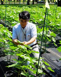 David Fang inspects upland cotton lines in a test field
